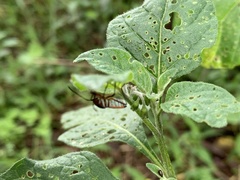 Hypselonotus interruptus