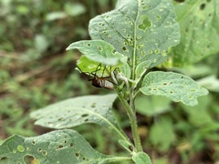 Hypselonotus interruptus
