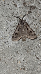 Agrotis chretieni