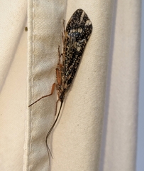 Clistoronia magnifica