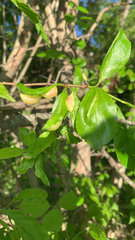 Blaesodiplosis venae