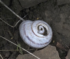 Oreohelix strigosa