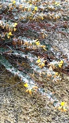 Acmispon argophyllus argophyllus