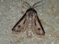 Agrotis chretieni