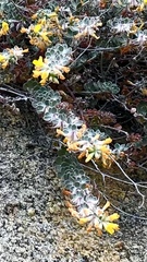 Acmispon argophyllus argophyllus