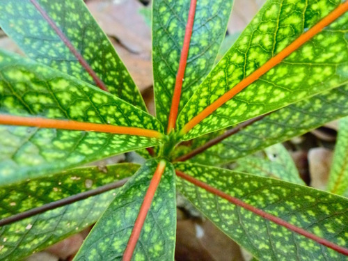Coptosperma borbonicum