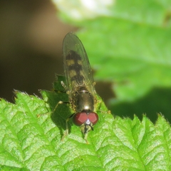Platycheirus manicatus