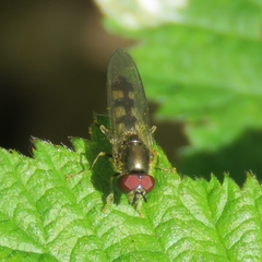 Platycheirus manicatus