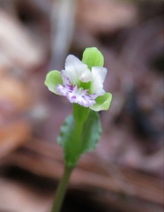 Triphora craigheadii