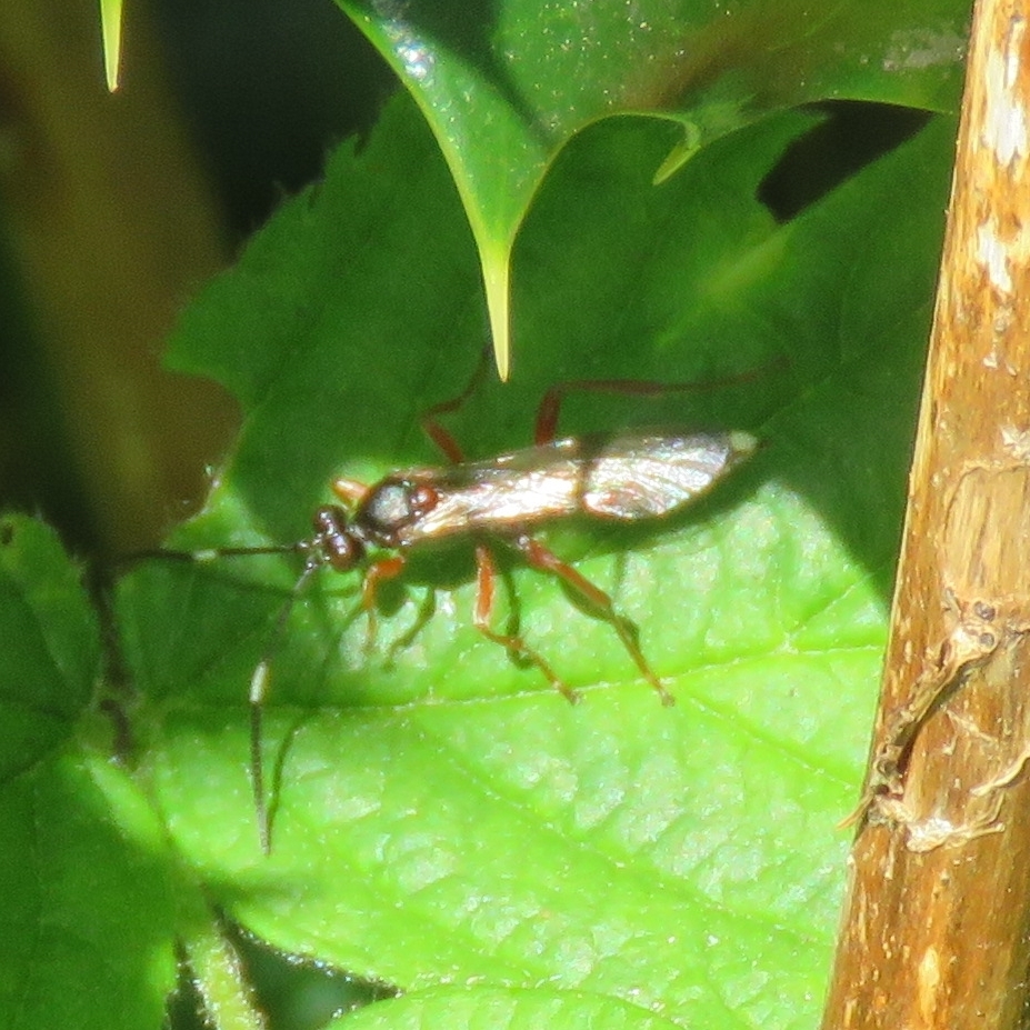 Aoplus ochropis