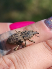 Sphenophorus rusticus