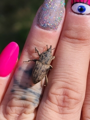 Sphenophorus rusticus