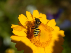 Nomada goodeniana