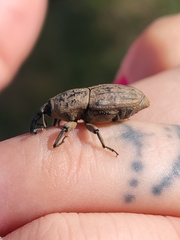 Sphenophorus rusticus
