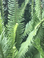 Nephrolepis