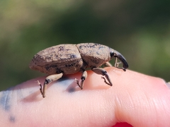 Sphenophorus rusticus