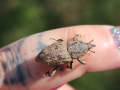 Sphenophorus rusticus