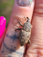 Sphenophorus rusticus