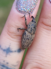 Sphenophorus rusticus