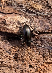 Tarpela micans