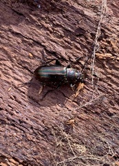 Tarpela micans
