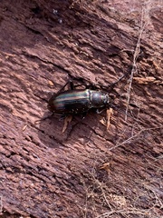 Tarpela micans