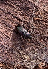 Tarpela micans