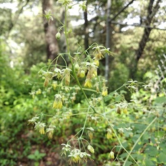 Thalictrum gibbosum