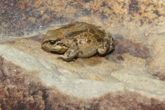 Pleurodema marmoratum