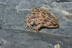 Pleurodema marmoratum