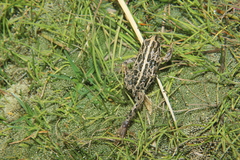 Pleurodema marmoratum