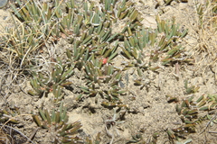 Ephedra rupestris