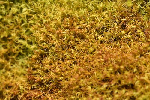 Image of Vinealobryum vineale by no rights reserved
