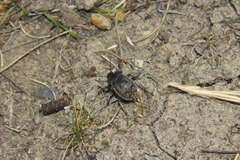 Pilobalia oblonga