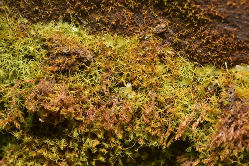 Image of Vinealobryum vineale by no rights reserved
