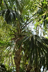 Sabal mauritiiformis