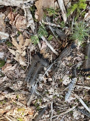 Meleagris gallopavo silvestris