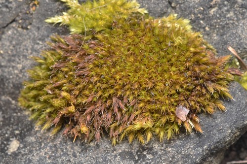 Image of Schistidium papillosum by no rights reserved