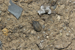 Pilobalia oblonga