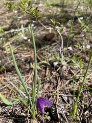 Olsynium douglasii