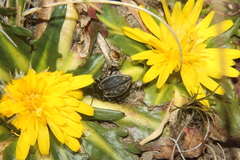 Pilobalia decorata