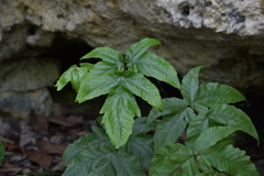 Tectaria heracleifolia