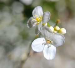 Crambe santosii