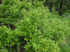 Rhamnus alpina