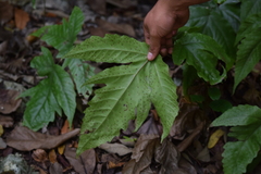 Tectaria heracleifolia