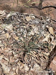 Astragalus zionis