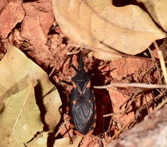 Triatoma longipennis