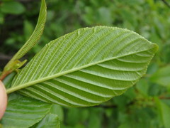 Rhamnus alpina