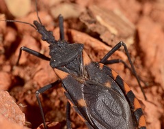 Triatoma longipennis