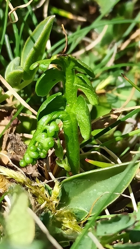 Botrychium lunaria iNat (3)